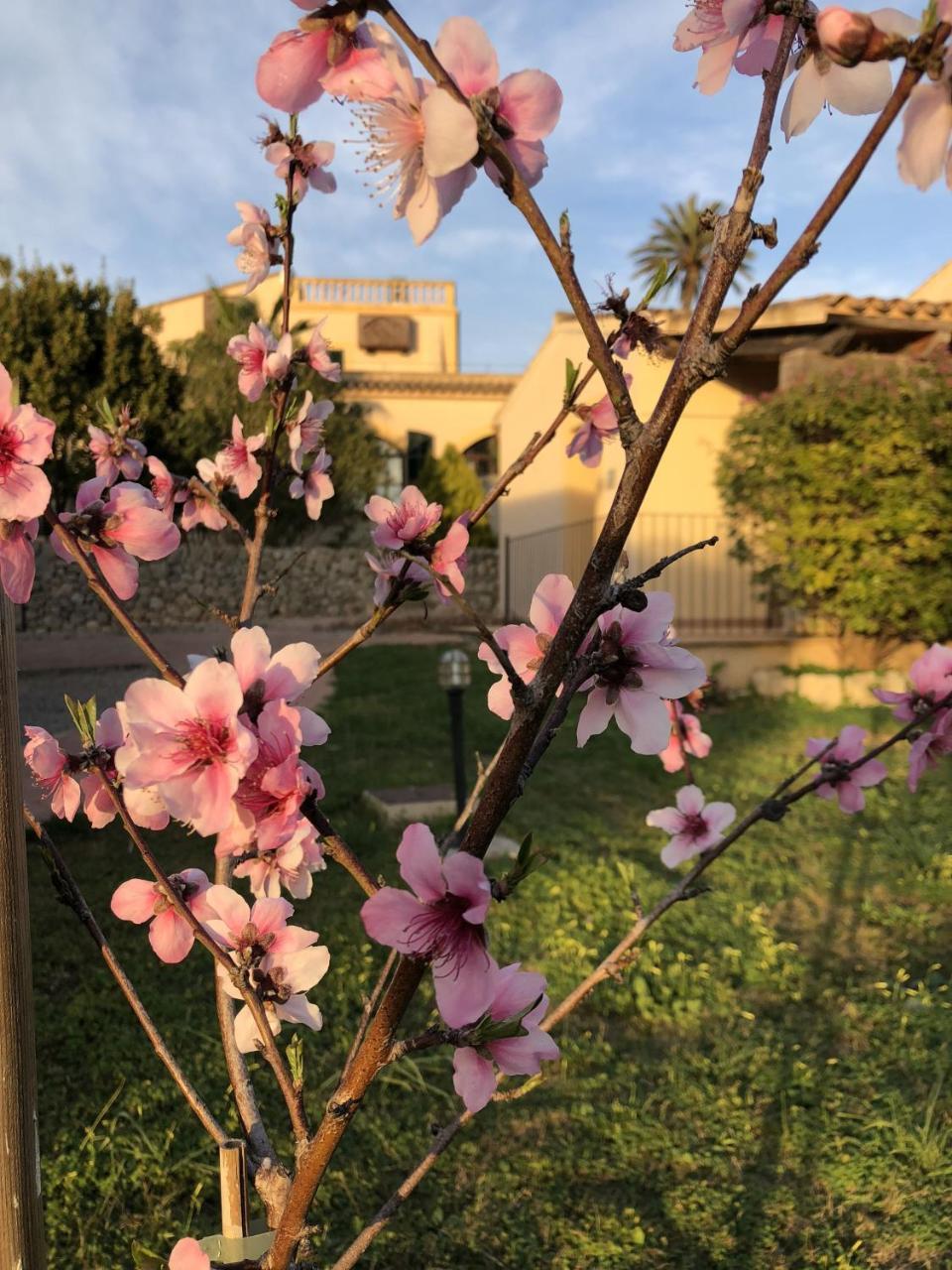 Finca Son Manera مونتويري المظهر الخارجي الصورة